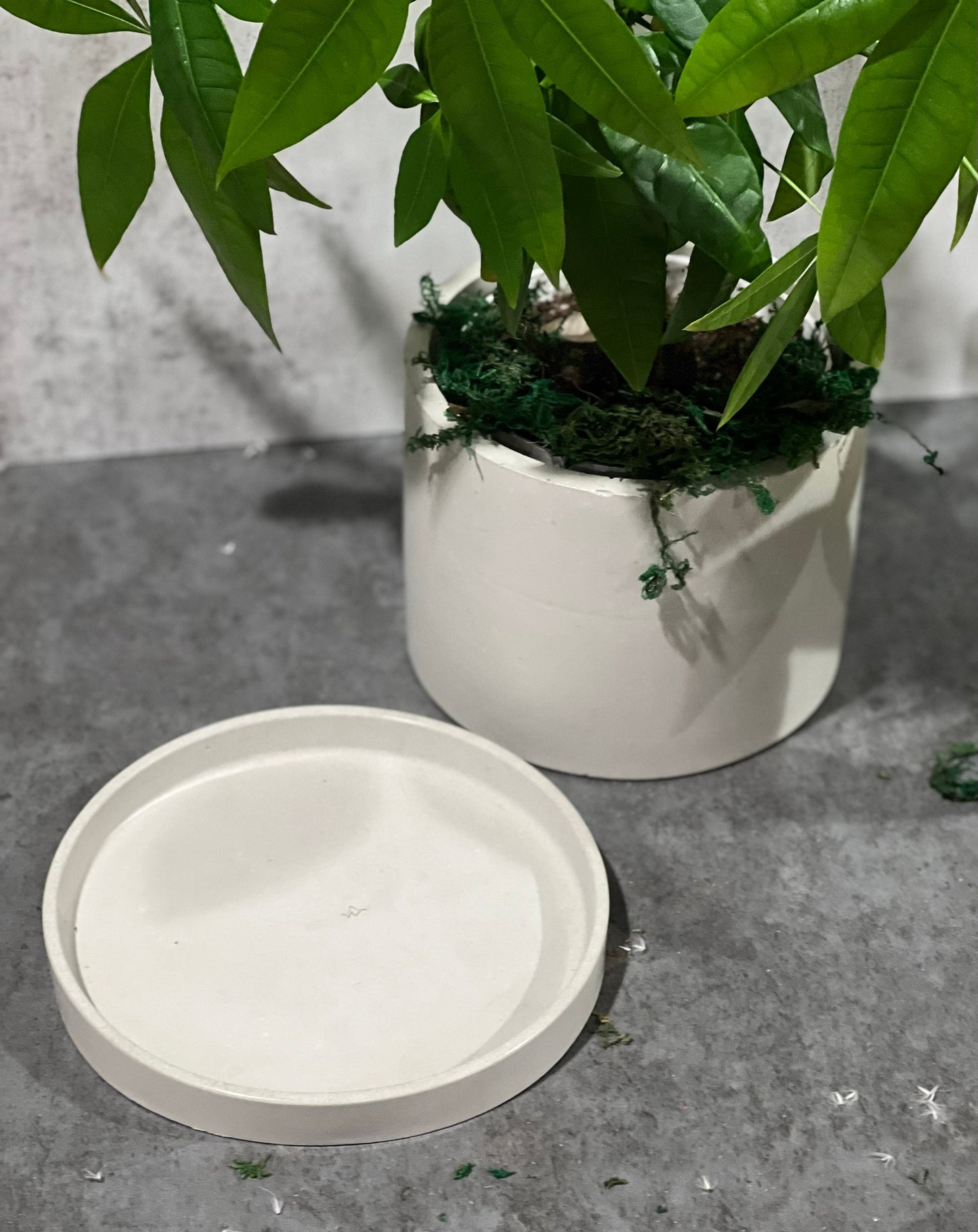 Cement Planter | Cement planter with Tray | Planter | Indoor planter | Succulent planter  | Cement Decor | Cement bowl | Handmade | Pot
