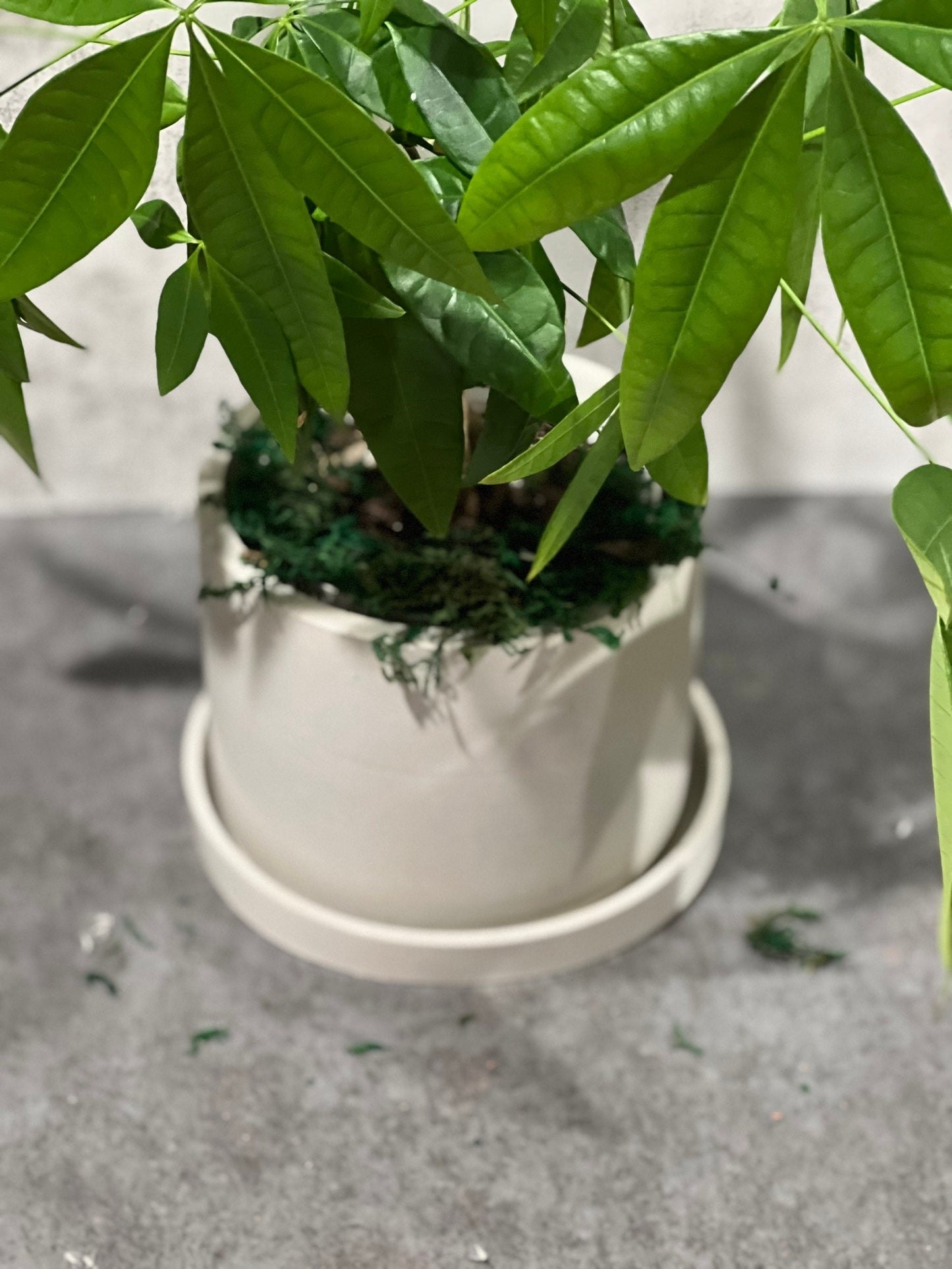 Cement Planter | Cement planter with Tray | Planter | Indoor planter | Succulent planter  | Cement Decor | Cement bowl | Handmade | Pot