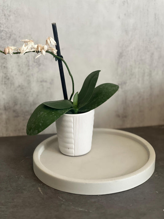 Large Cement Tray